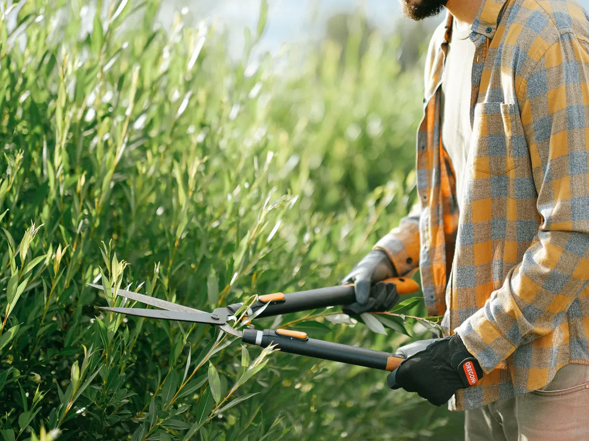 Hedge being trimmed with shears