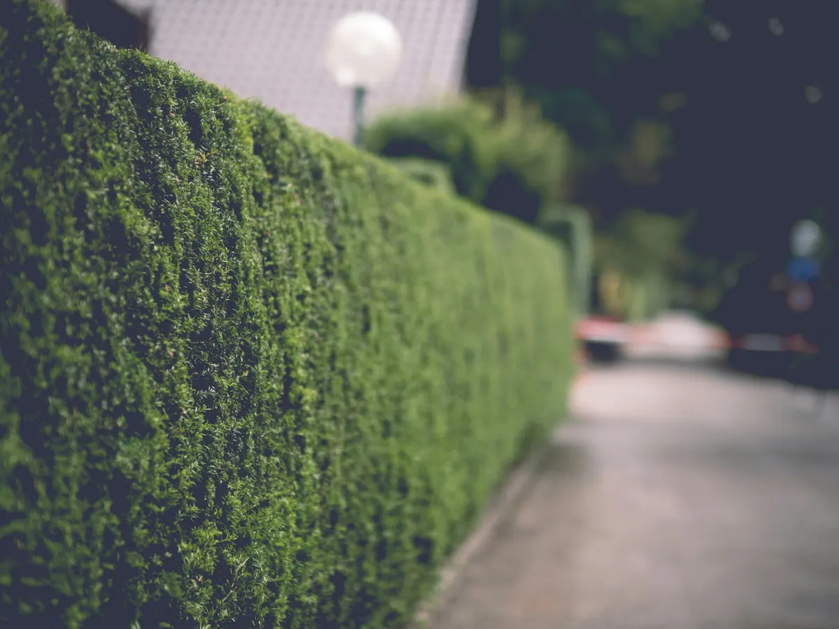 Neatly clipped hedge with a level top