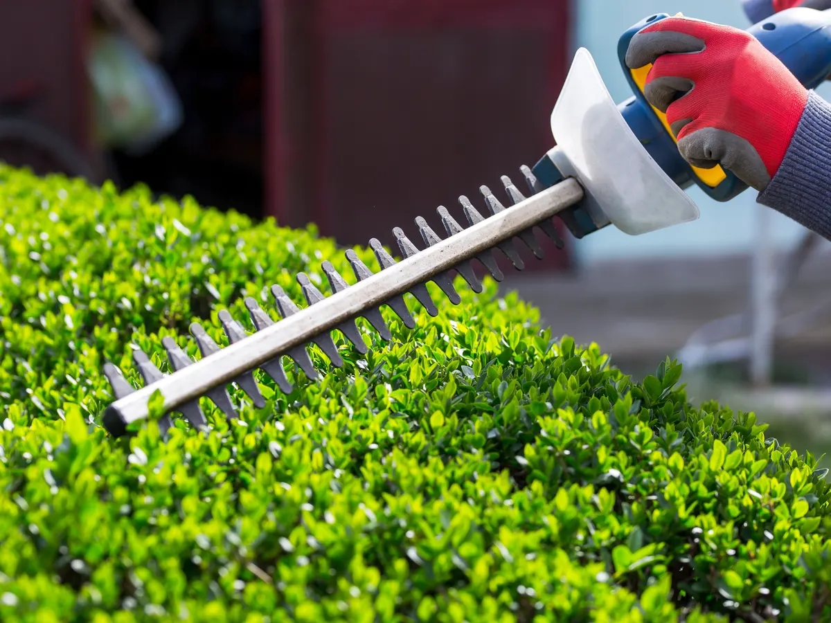 Low box hedge being trimmed