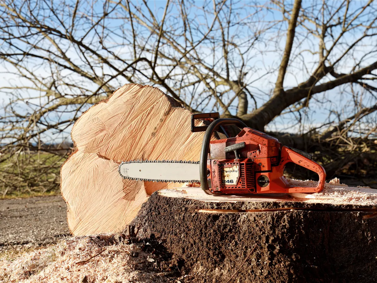 Chainsaw on a freshly felled tree stump