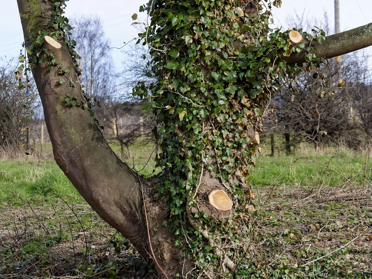 Tree with fresh pruning cuts