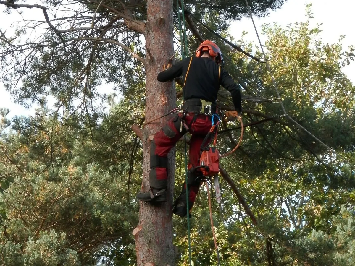 Tree surgeon climbing a tree on ropes