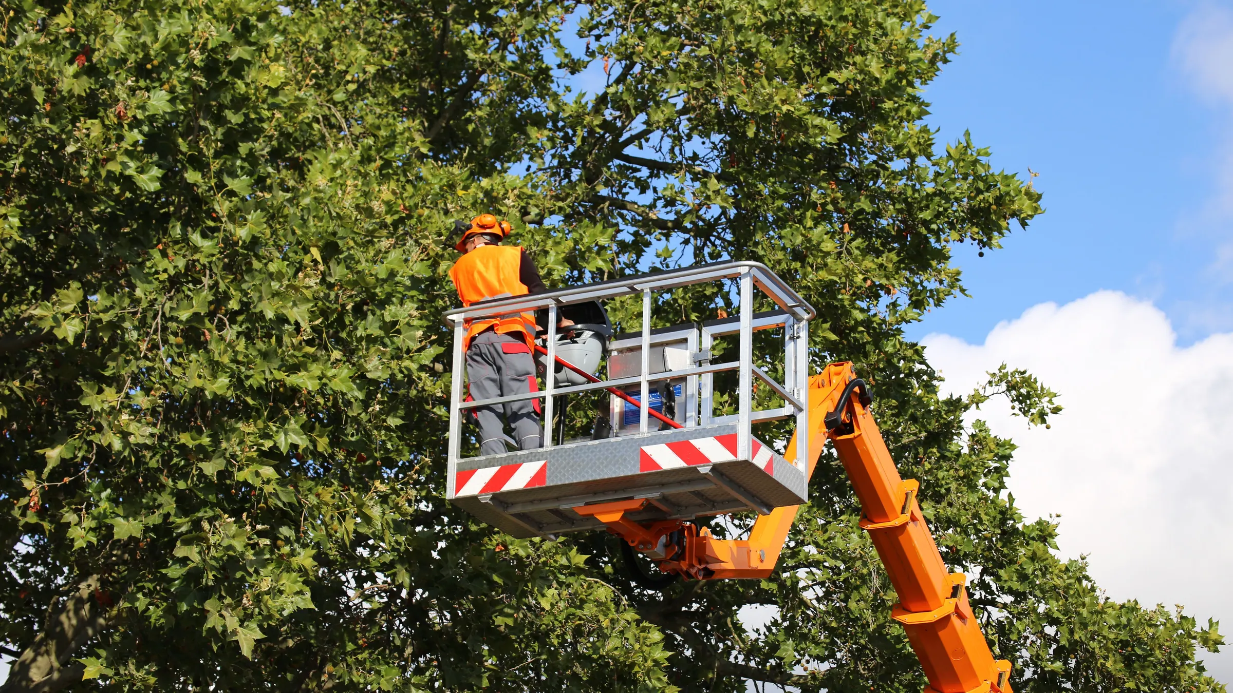 Tree surgeon working in a tree crown from an access platform